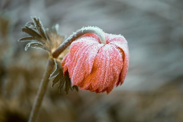 zmrzlý květ